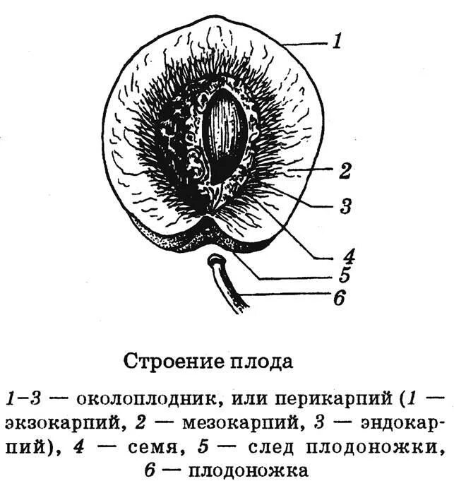 Формирование околоплодника. Схема строения плода. Строение плода вишни схема. Плод костянка схема. Плод костянка строение.