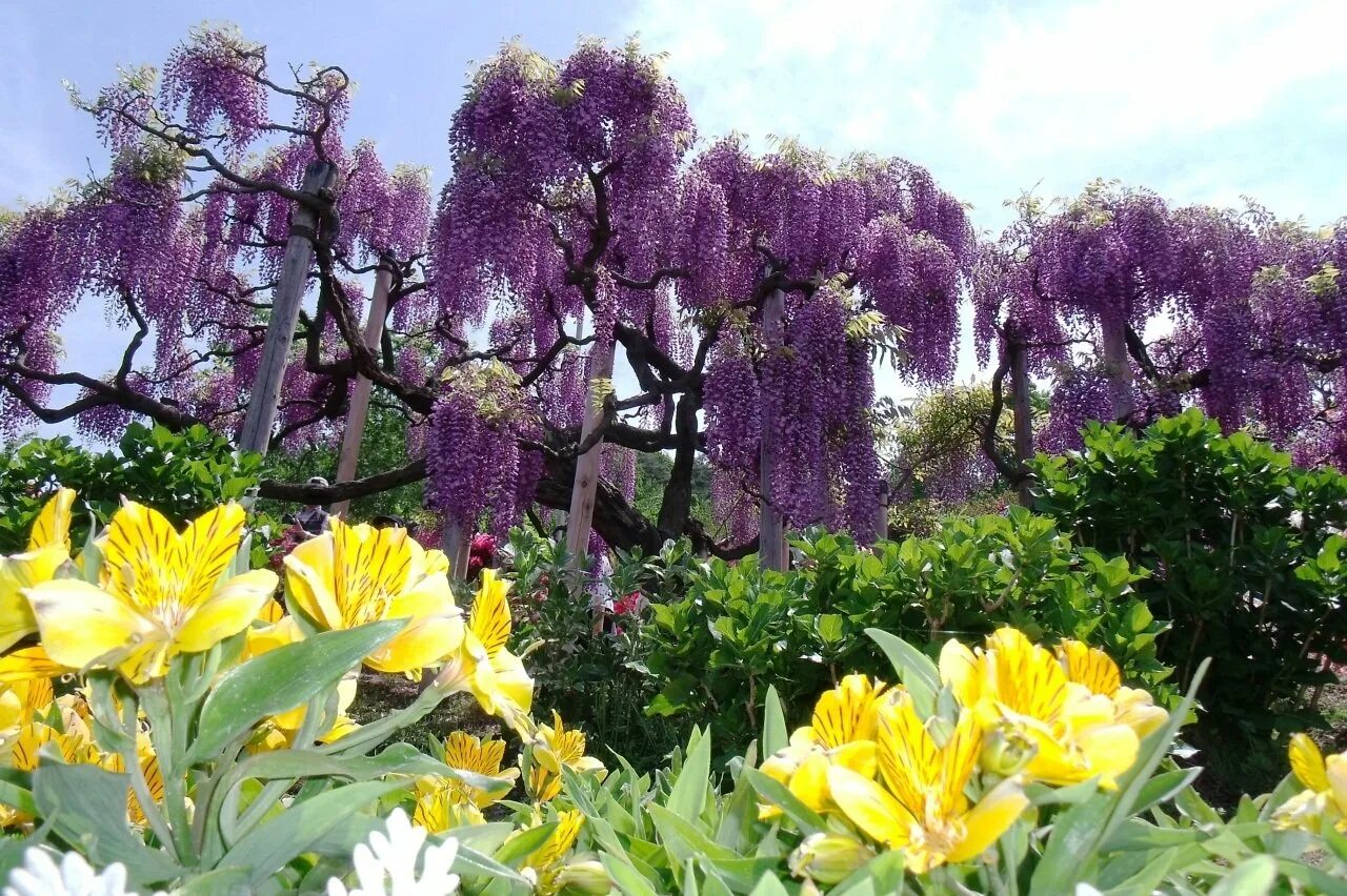 Какие растения сейчас цветут. Сад Кавати Фудзи. Кавати Фудзи цветы. Японский сад цветов Кавати Фудзи. Сад кавачи Фудзи, Япония.