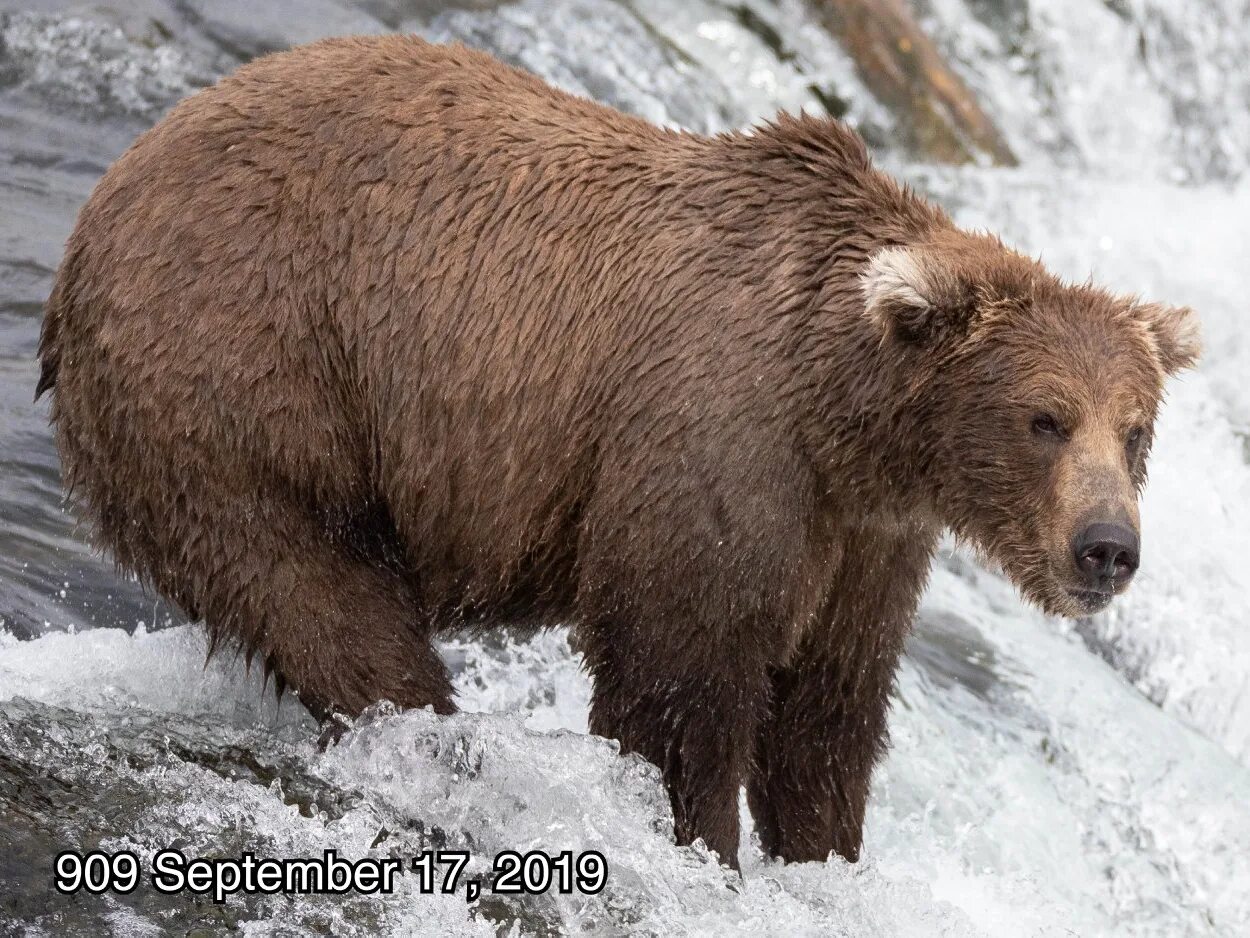 Медведь гризли на аляске. Медведь отис. Bear competitions. Bear competitions. Гризли североамериканский бурый медведь.