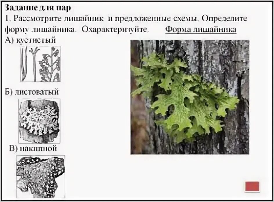 Кроссворд лишайники. Листоватые лишайники лобария. Листоватые лишайники 5 класс биология. Лобария лишайник 5 класс биология. Лишайники лобария Халла.