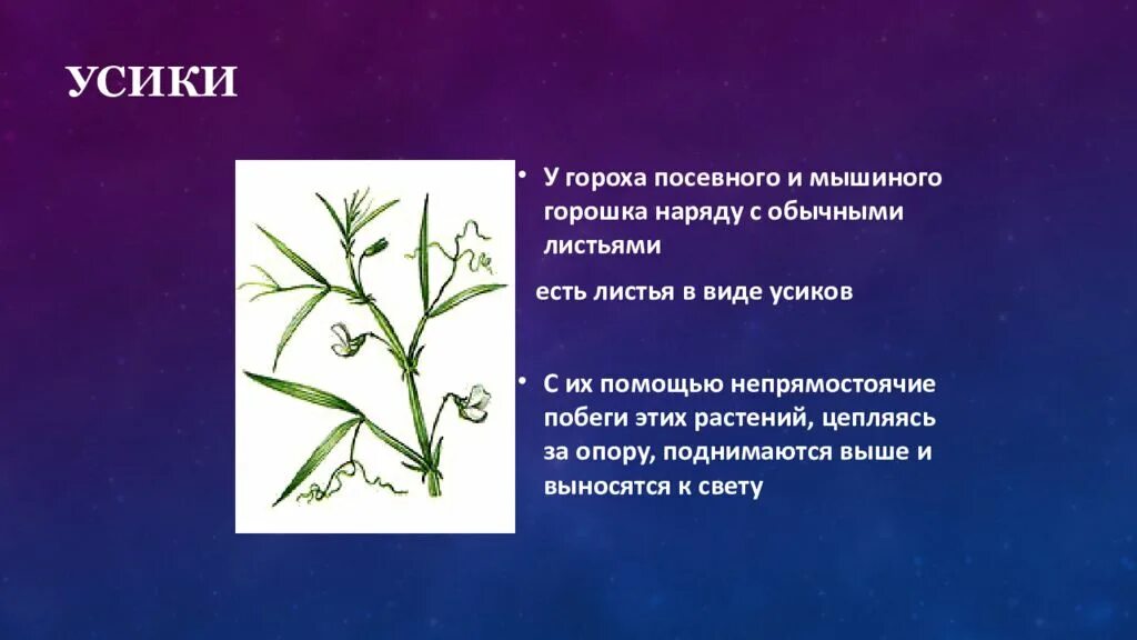 Побег у гороха посевного какой. Усик гороха видоизмененный лист. усики гороха метаморфоз листа. усик гороха видоизменение. усики гороха посевного.