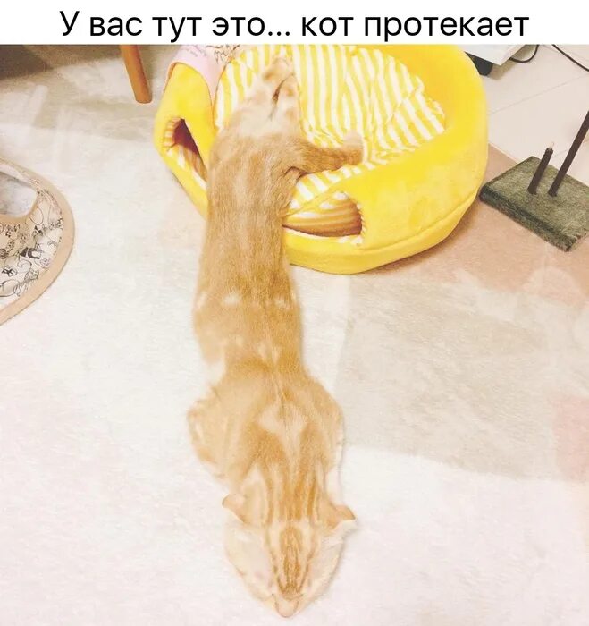 Кот протек. Кот утекает. Кот растекся по дивану. Коты это жидкость. Коты в емкостях.