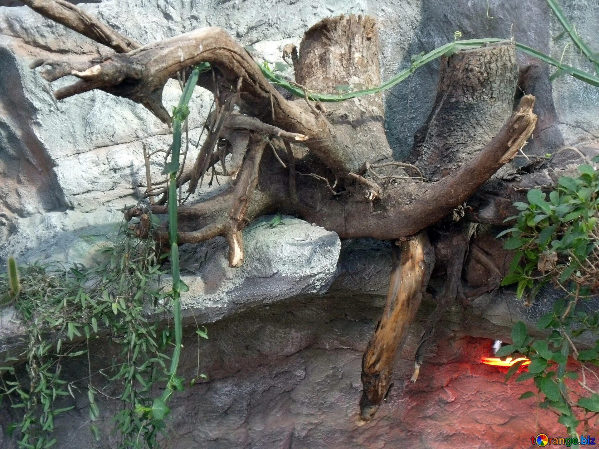 под корягой. коряга в реке. сухое дерево. под корягой. под корягой.