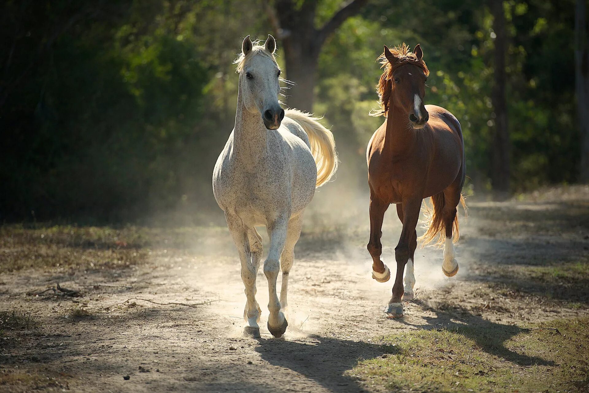 Horses are beautiful. Две лошади. Лошади на природе. Лошадь бежит. Прекрасные лошади.