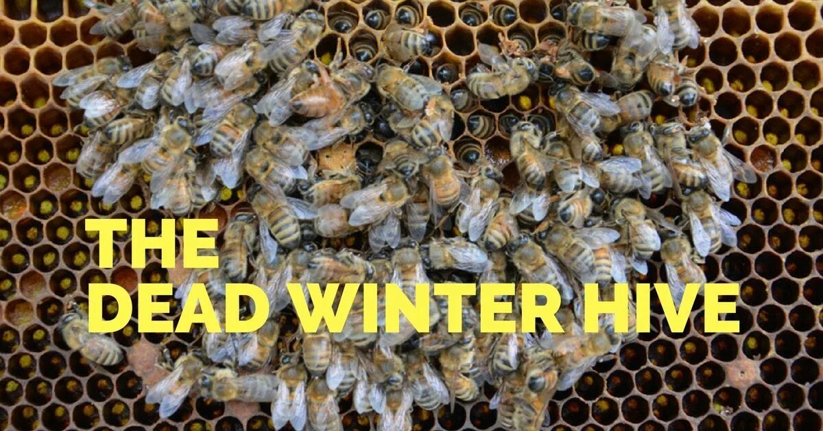 Why do bees to this. Компания bees. why do bees do this mox. why do bees do this? meme.