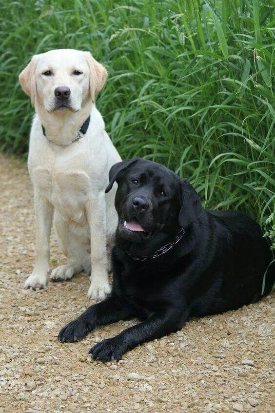 8 Surprising Facts About Labrador Retrievers Chien