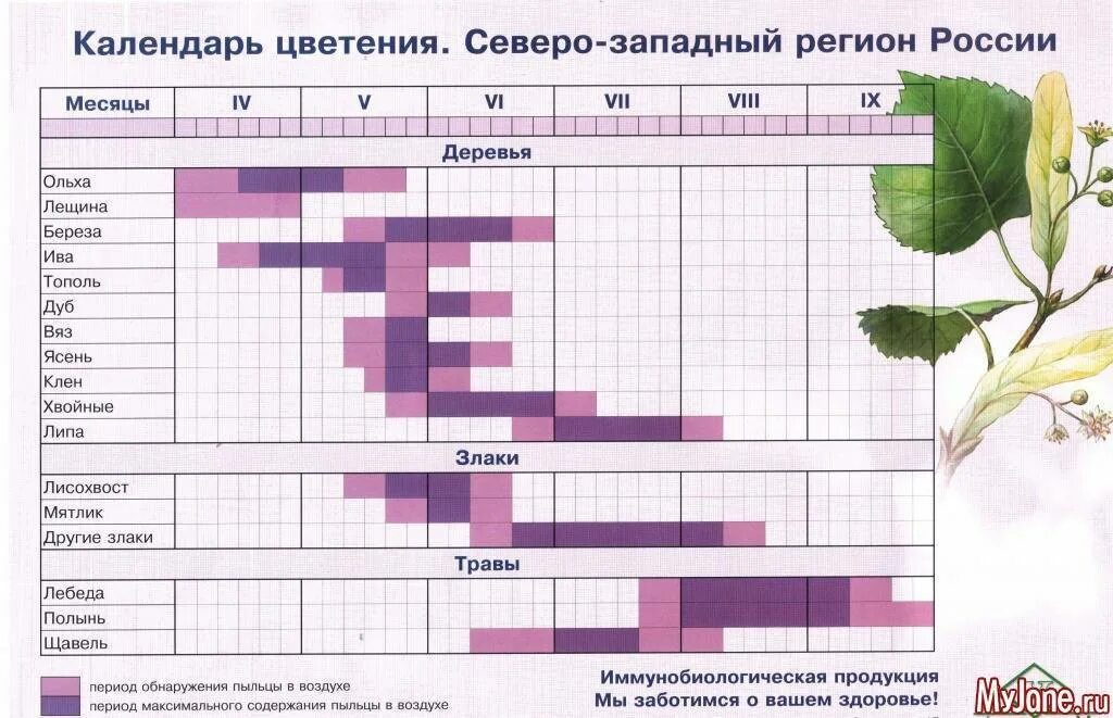 Таблица периода цветения многолетников. Период цветения пионов. Цветы по периоду цветения. Периоды цветения растений. Когда начинается цветение березы