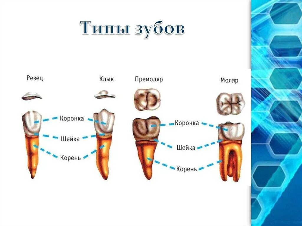 Большие резцы зубы. Зубы резцы клыки премоляры моляры. Резцы клыки премоляры моляры анатомия. Зубы резцы клыки малые коренные большие коренные. Строение зубов резцы клыки.