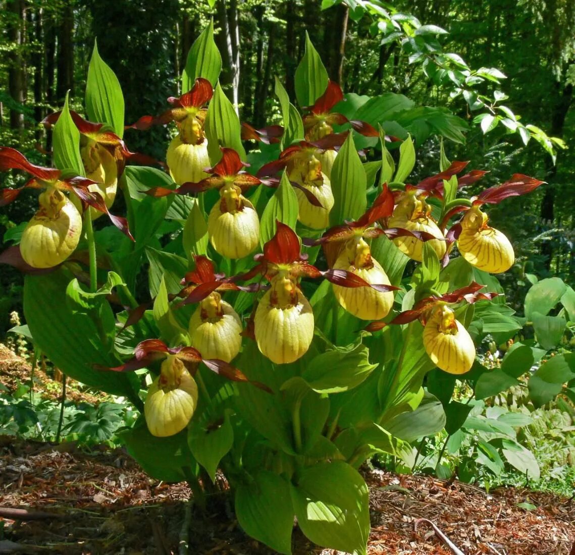 Венерин башмачок синий. Орхидея венерин башмачок. Циприпедиум. Садовая орхидея венерин башмачок. Венерин башмачок цветок.
