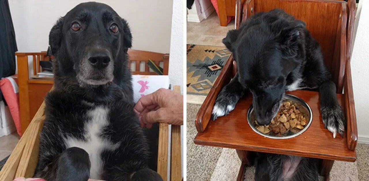 Стул щенка. Стул щенка