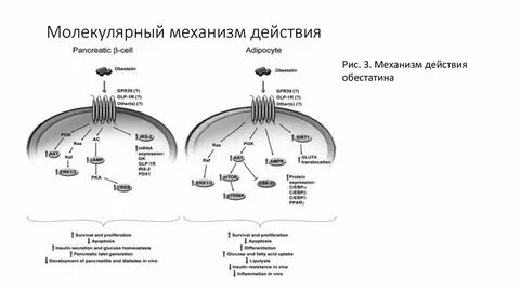 Равулизумаб