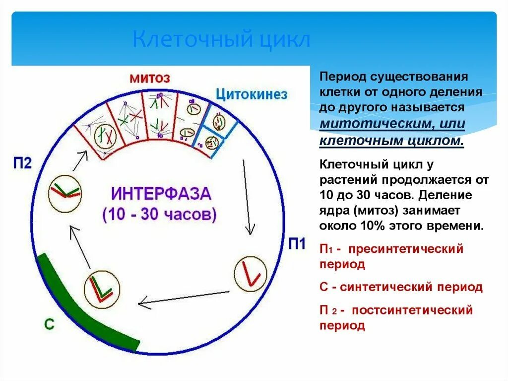 Схема жизненного цикла клетки. Схема жизненного цикла клетки