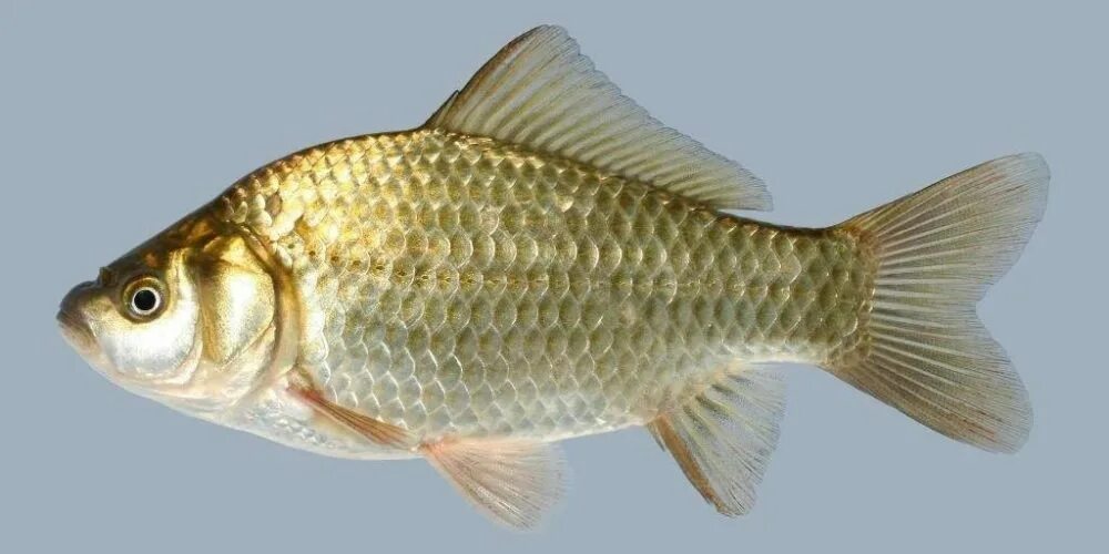 Файл:Carassius carassius Prague Vltava 1.jpg - Википедия