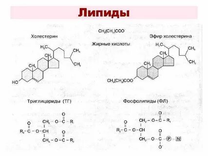 К какой группе липидов относится холестерин