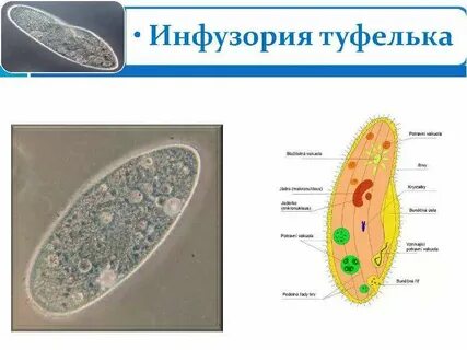 Образование цист у инфузории туфельки