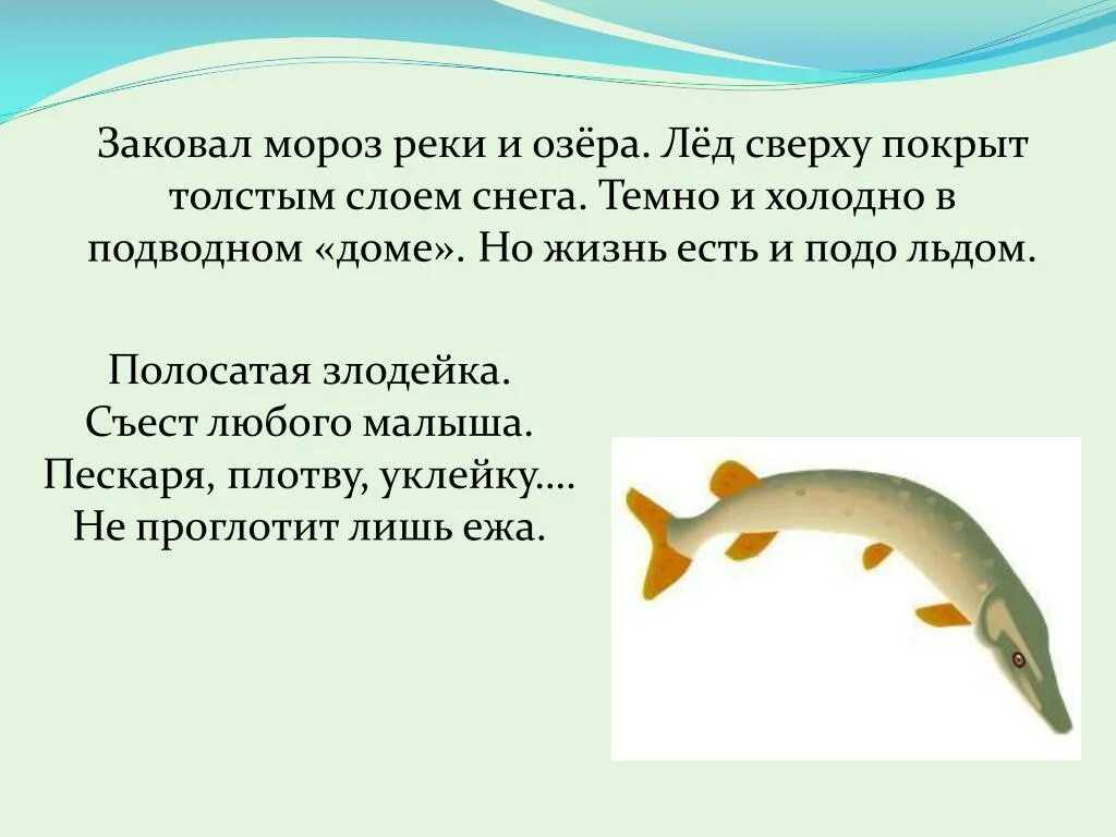 Почему вода подо льдом не замерзает. Рыбы живущие подо льдом. жизнь подо льдом. жизнь подо льдом рассказ. жизнь подо льдом презентация.
