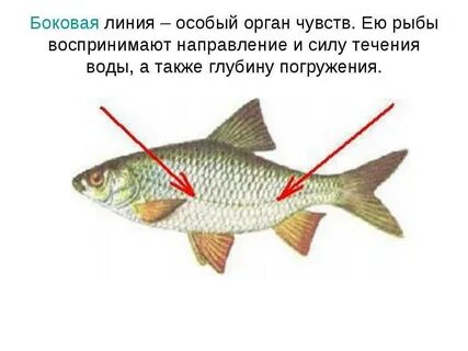 Где расположены органы вкуса у рыб