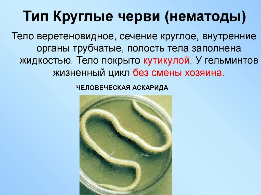 Полость круглых червей. Круглые черви, класс Nematoda;. Круглые черви нематоды паразиты. Краткая характеристика круглых червей нематоды. Тип круглые черви особенности строения кратко.