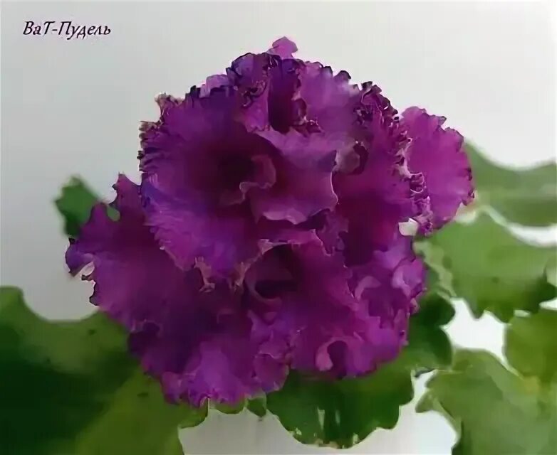 Ват пудель. Фиалка пульсар. Фиалка ват пудель. Сорт фиалки ват пудель. Ват пудель.