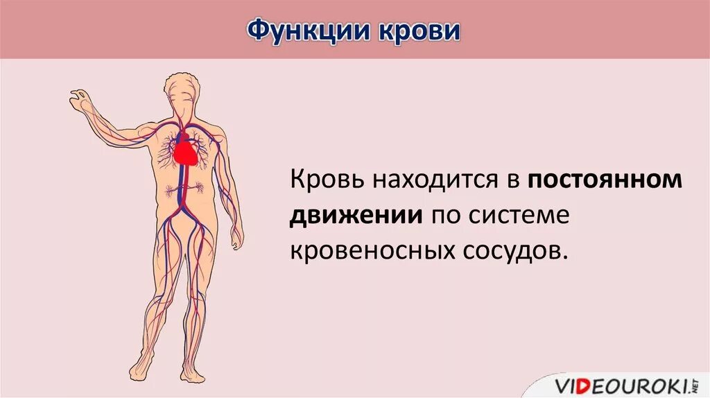 Кровеносная система роль в организме. Какова роль крови в организме. кровеносная система человека 3 класс. функции крови. роль крови в организме 4 класс.