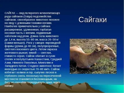 Сообщение о животном пустыни