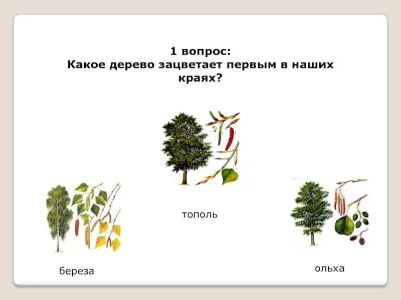 Какое дерево зацветает первым. Дерево которое зацветает первым. Какое дерево цветет первым. Какое дерево зацветает первым весной.