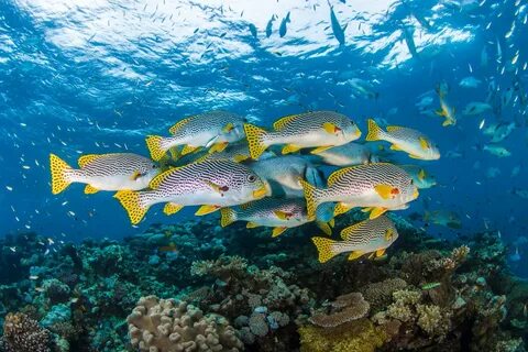 Крупная костистая рыба тропических морей 5