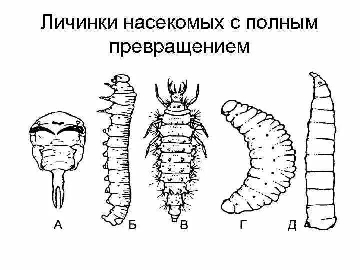 Камподеовидные личинки насекомых. Типы личинок насекомых рисунок. Личинки насекомых с полным превращением. Типы личинок с полным превращением.