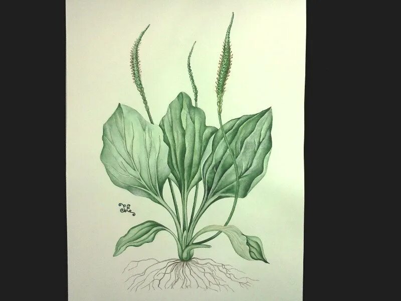Подорожник средний корень. Подорожник рисунок легкий. Подорожник для детей. Подорожник гербарий. Подорожник большой.
