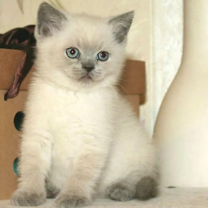 Британские котята блю поинт. Котята блю поинт. Скоттиш страйт блю поинт. Тайская кошка колор пойнт. Кошка регдолл блюпойнт.