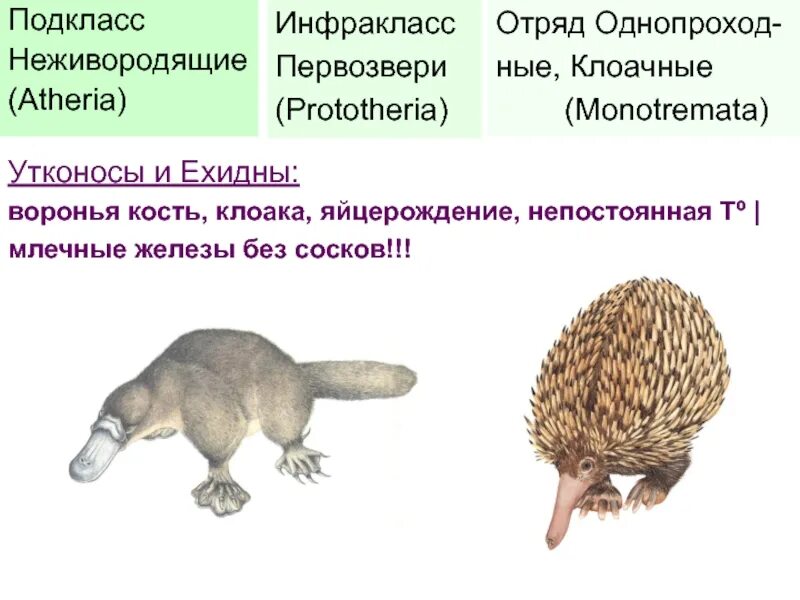 Для какого млекопитающего характерно наличие клоаки