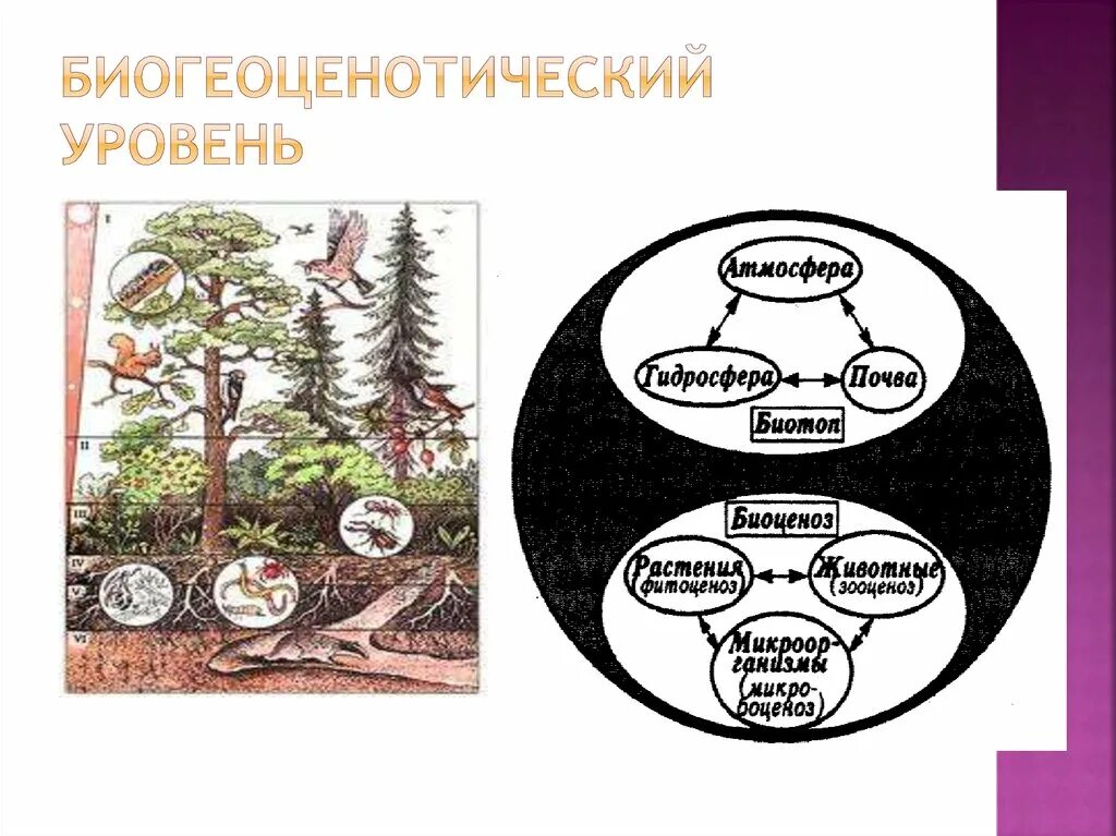 Уровни жизни экология. Биогеоценотический (Экосистемный) уровень. Биогеоценотический и биосферный уровни жизни. Биогенетический уровень организации. Уровни организации живого биоценотический.