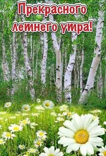 Хорошего дня лес
