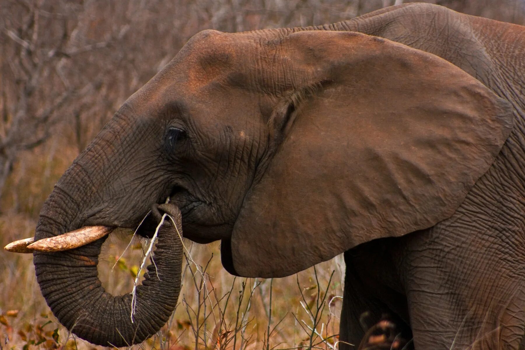 Хоботные Африканский слон. Отряды млекопитающих хоботные. Хоботные (млекопитающие) хоботные. Отряд хоботные что такое хобот. Слоновые уши