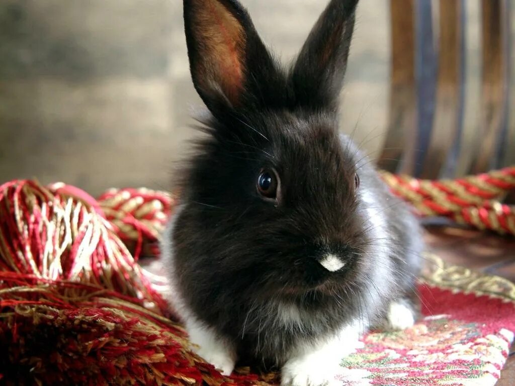 Черный кролик / Bunny Black. Львиноголовый кролик черный. Черный кролик 2023. Черный кролик с голубыми глазами. Включи про кролика