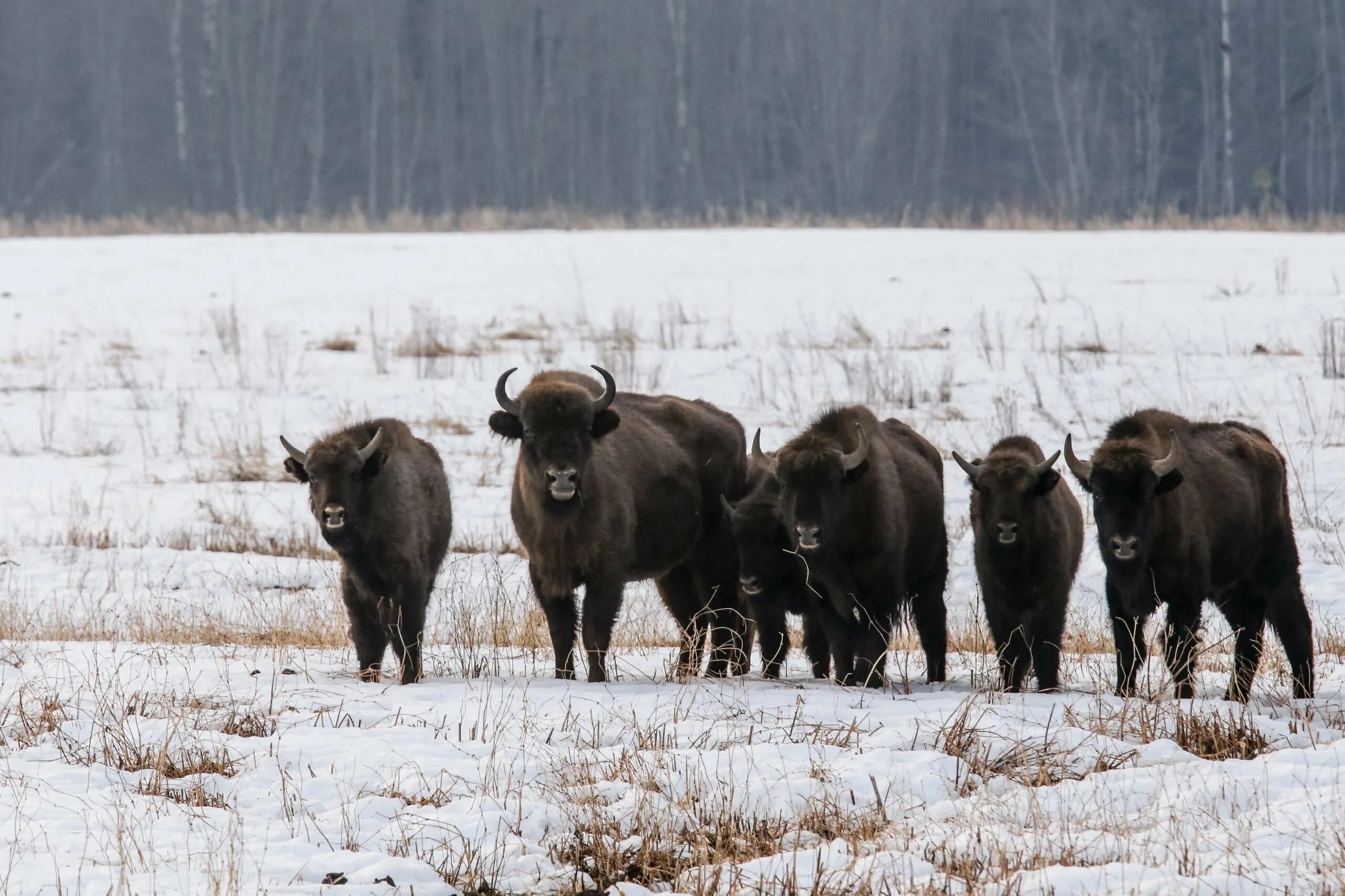 Зубр в вологодской области фото. Зубры в вологодской области. Вологодский зубр. Зубры в вологодской области 2021. Зубры в вологодской области.
