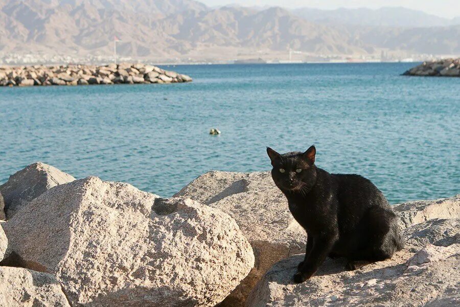 Крымские коты. Морская кошка. Кошка отдыхает. Кот мору. Лицо кота.