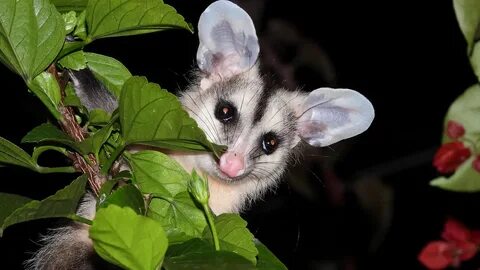 White eared