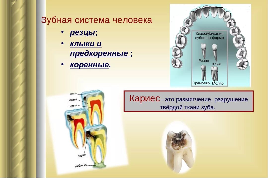 Моляры премоляры резцы клыки у человека. Зубы резцы клыки малые коренные большие коренные. Схема расположения зубов. Верхний медиальный резец молочный. Строение резца зуба.