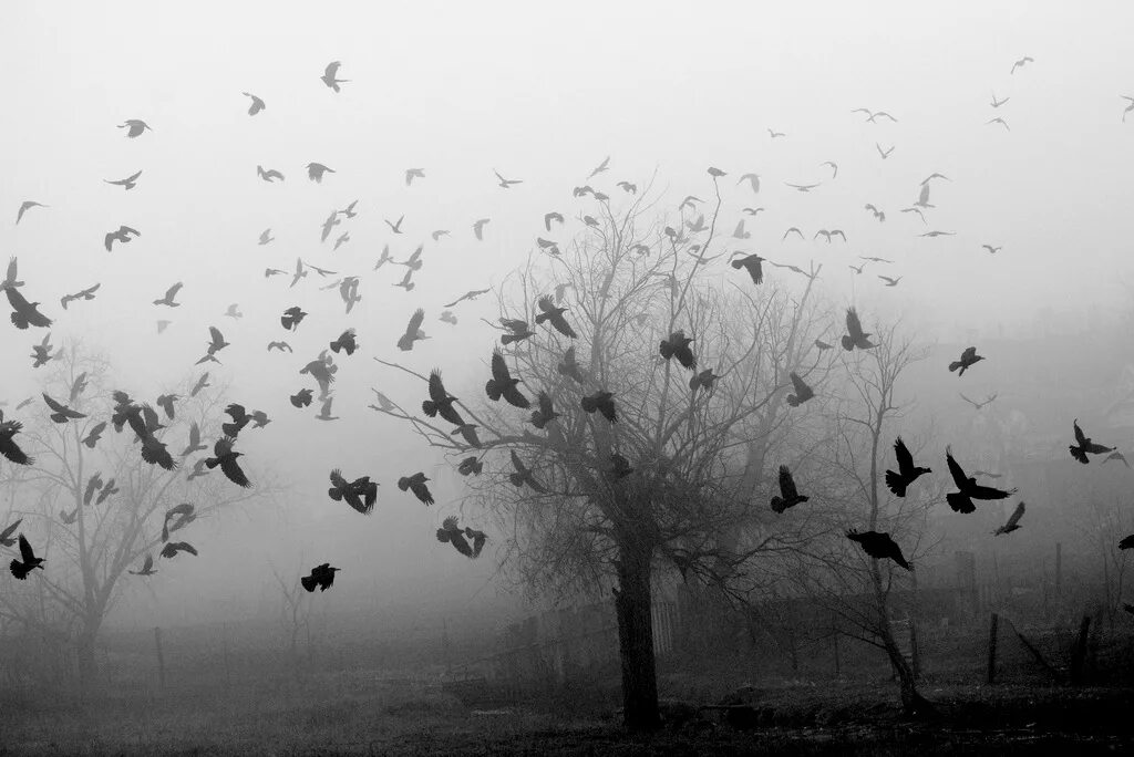Стая черных птиц. Стая птиц. Птицы в тумане. Птицы Эстетика. Стая ворон.