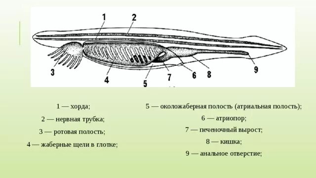 Хордовые на спинной стороне тела. Атриопор у ланцетника это. Атриальная полость ланцетника. Атриопор и атриальная полость. Схема ланцетника жаберные отверстия.