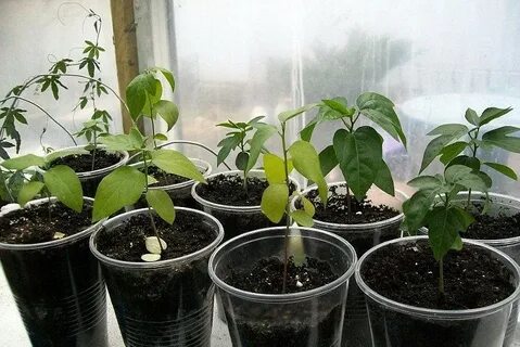 Условия выращивания маракуйи