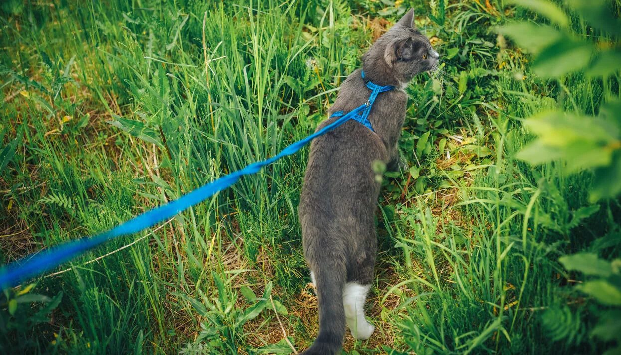 Как приучить кошку гулять