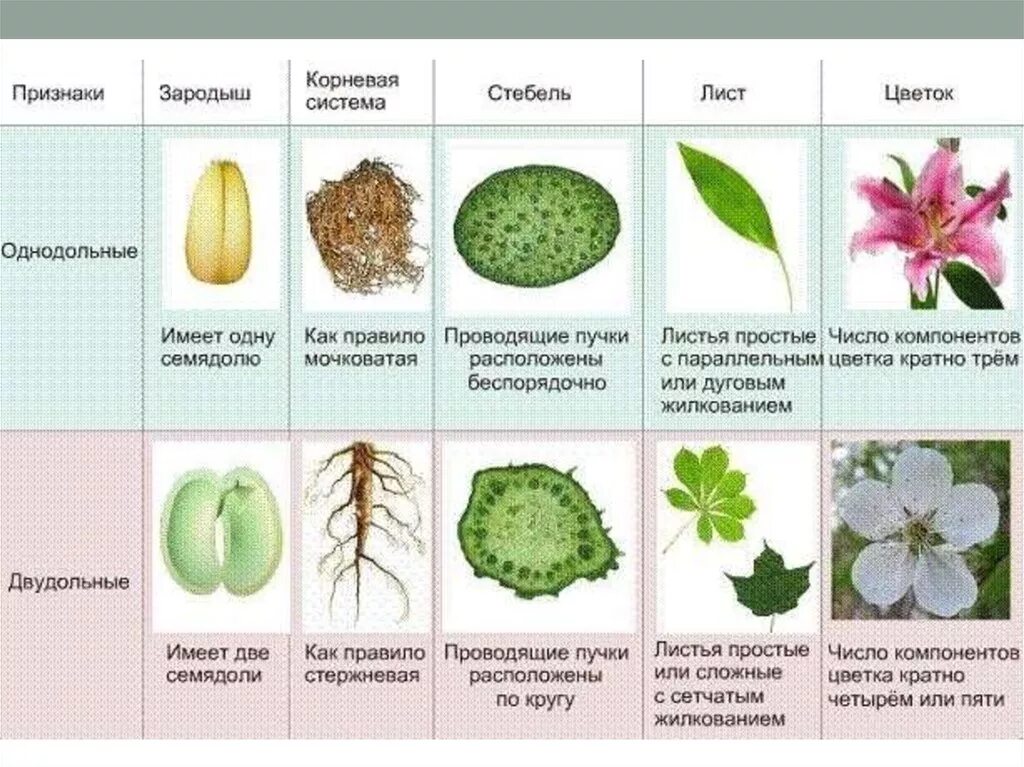 Вид многие. Однодольные и двудольные растения признаки таблица. Признаки класса однодольных и двудольных растений. Таблица по однодольным и двудольным растениям. Покрытосеменные растения класс Однодольные.