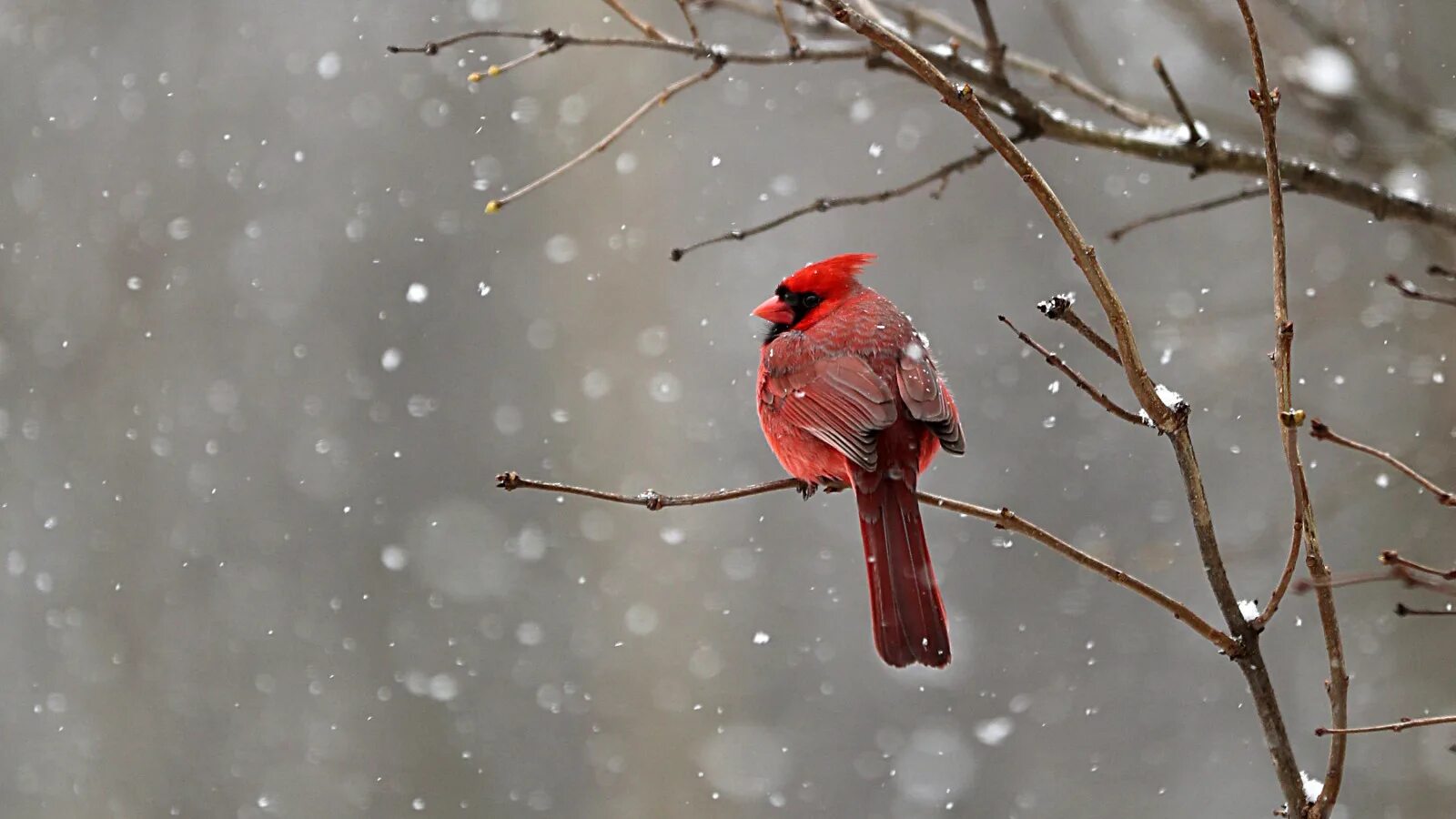Снегирь кардинал. Зимующие птицы красный кардинал. Свиристель и красный кардинал. Красная птица зимой. Красная птица зимой.