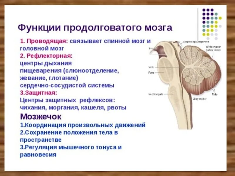 Продолговатый мозг строение и выполняемые функции. Продолговатый отдел головного мозга строение и функции. Центры рефлексов продолговатого мозга. Головной мозг продолговатый мозг строение и функции.