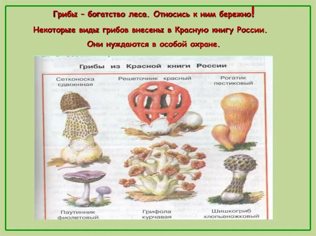 Сколько грибов в третьем. Царство грибов 3 класс. Окружающий мир царство грибов. Царство грибов 3 класс окружающий мир.