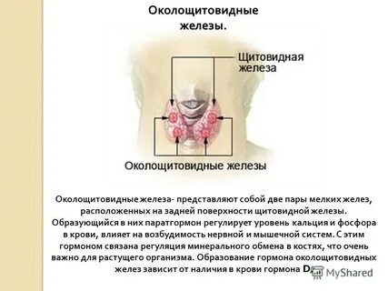 Железы 2 группы