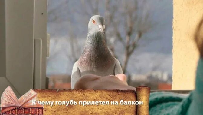 Что означает голубь в окно. Голубь на подоконнике. голубь залетел на балкон примета. дохлый голубь на балконе.