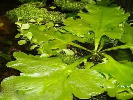 Папоротник водяная капуста